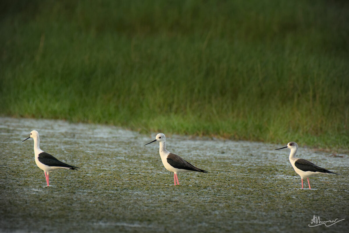 Black-winged Stilt / Changaram