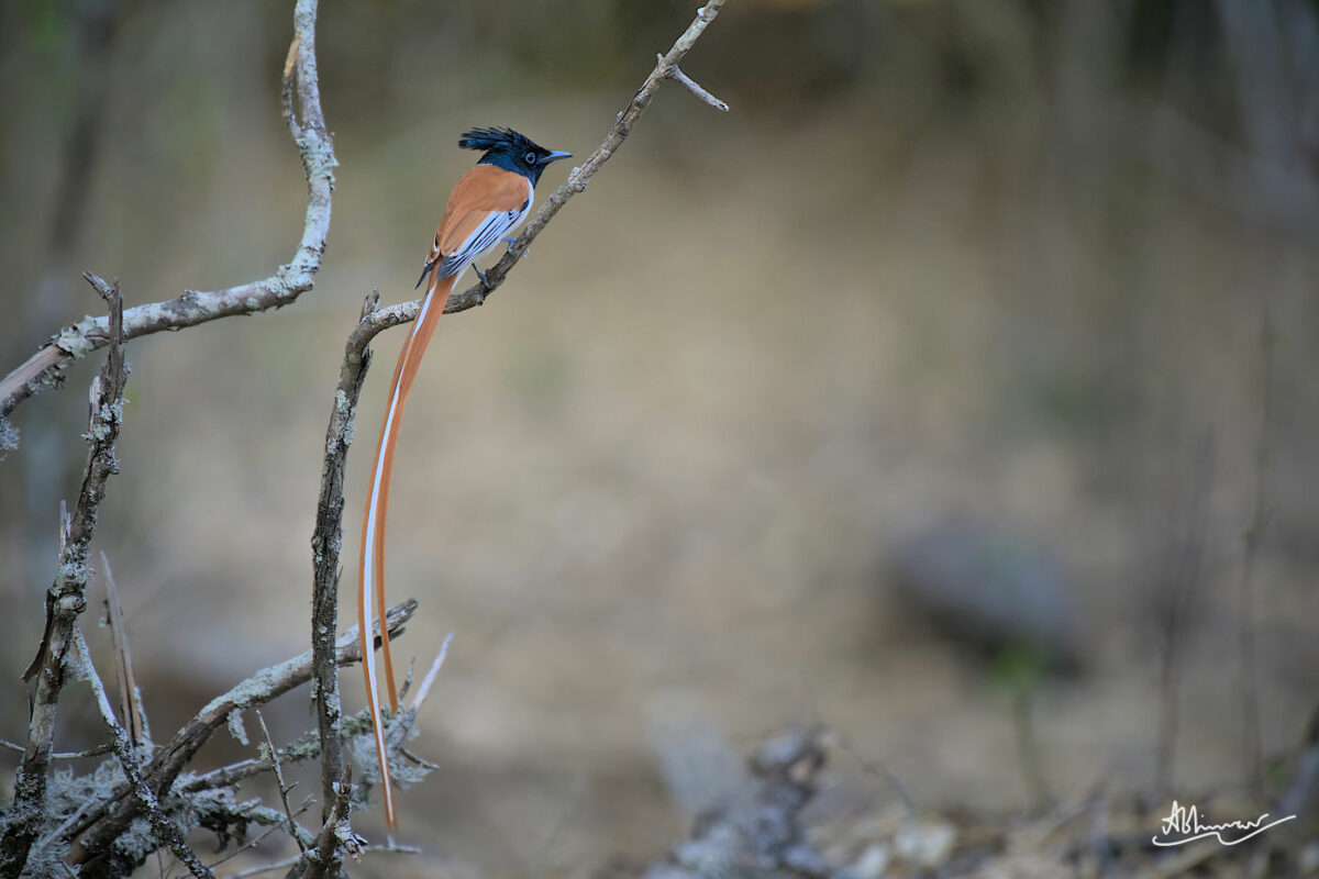 Indian Paradise Flycatcher / Masinagudi