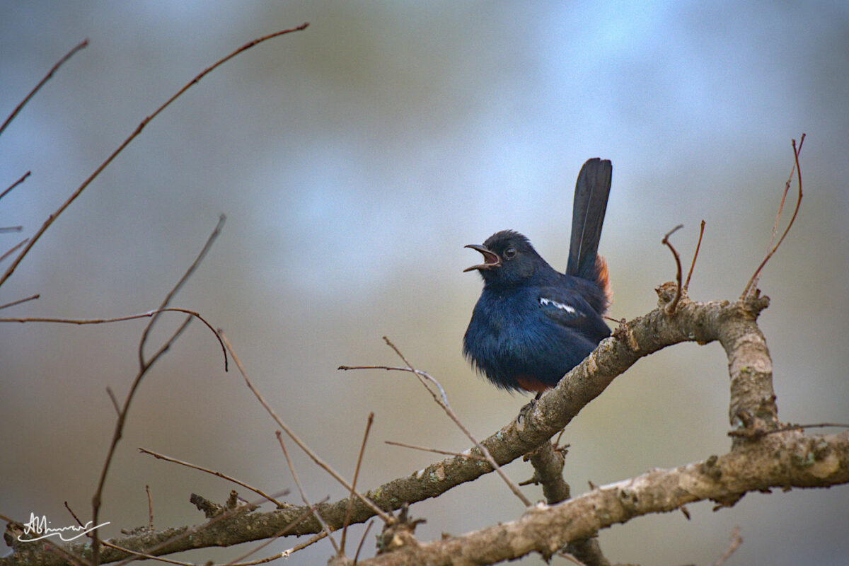 Indian Robin / Masinagudi