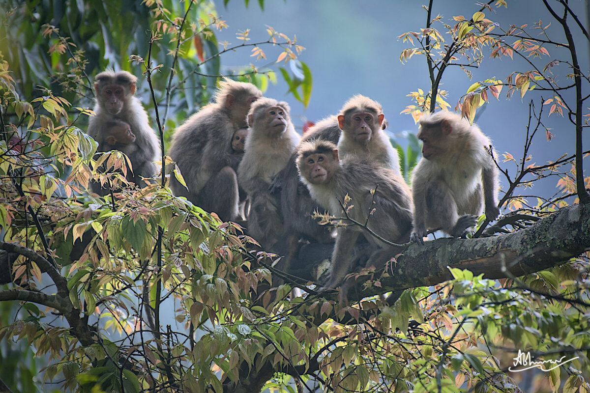 Family of Bonnet Macaques - early morning in Pampadumshola