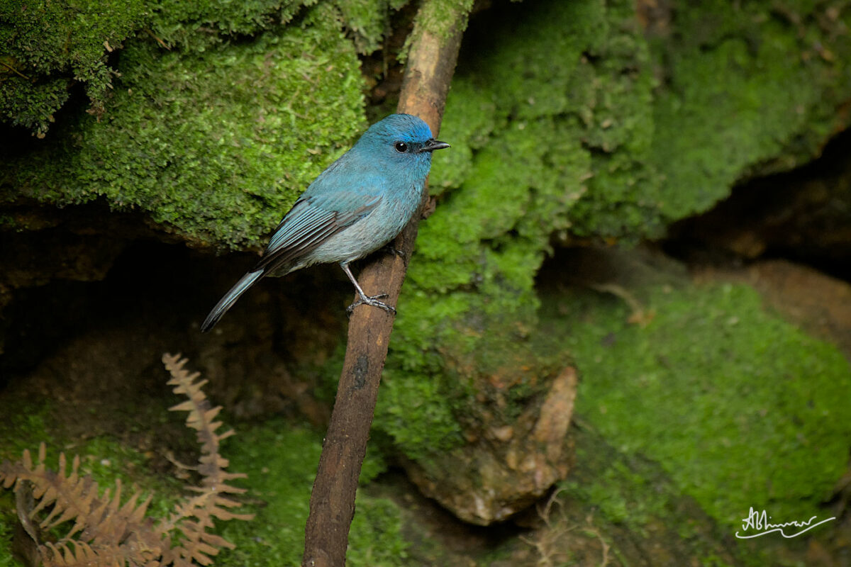 Nilgiri Flycatcher (male)