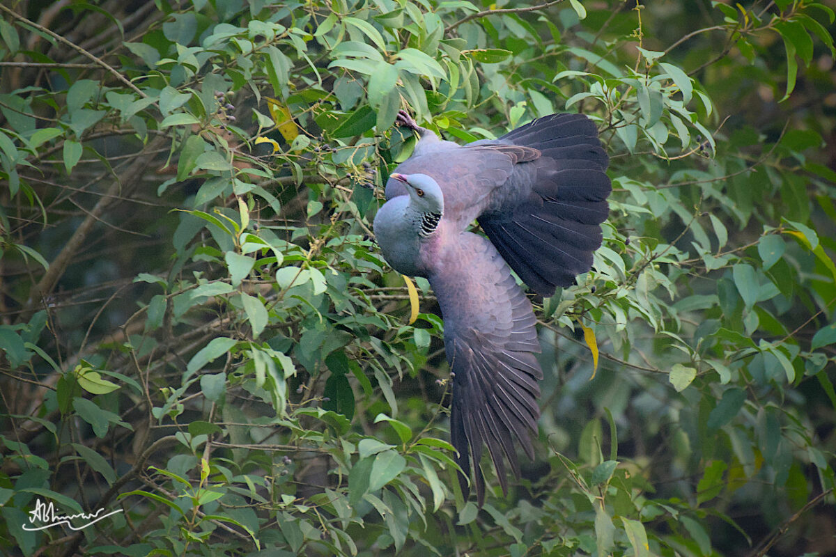 Nilgiri Wood Pigeon / Munnar