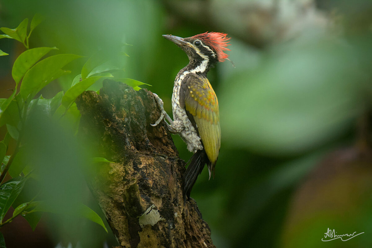 Black-rumped Flameback
