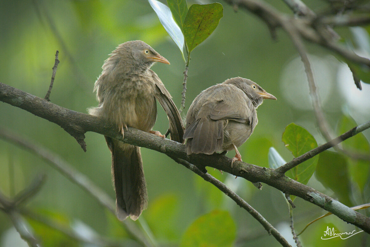 Jungle Babblers