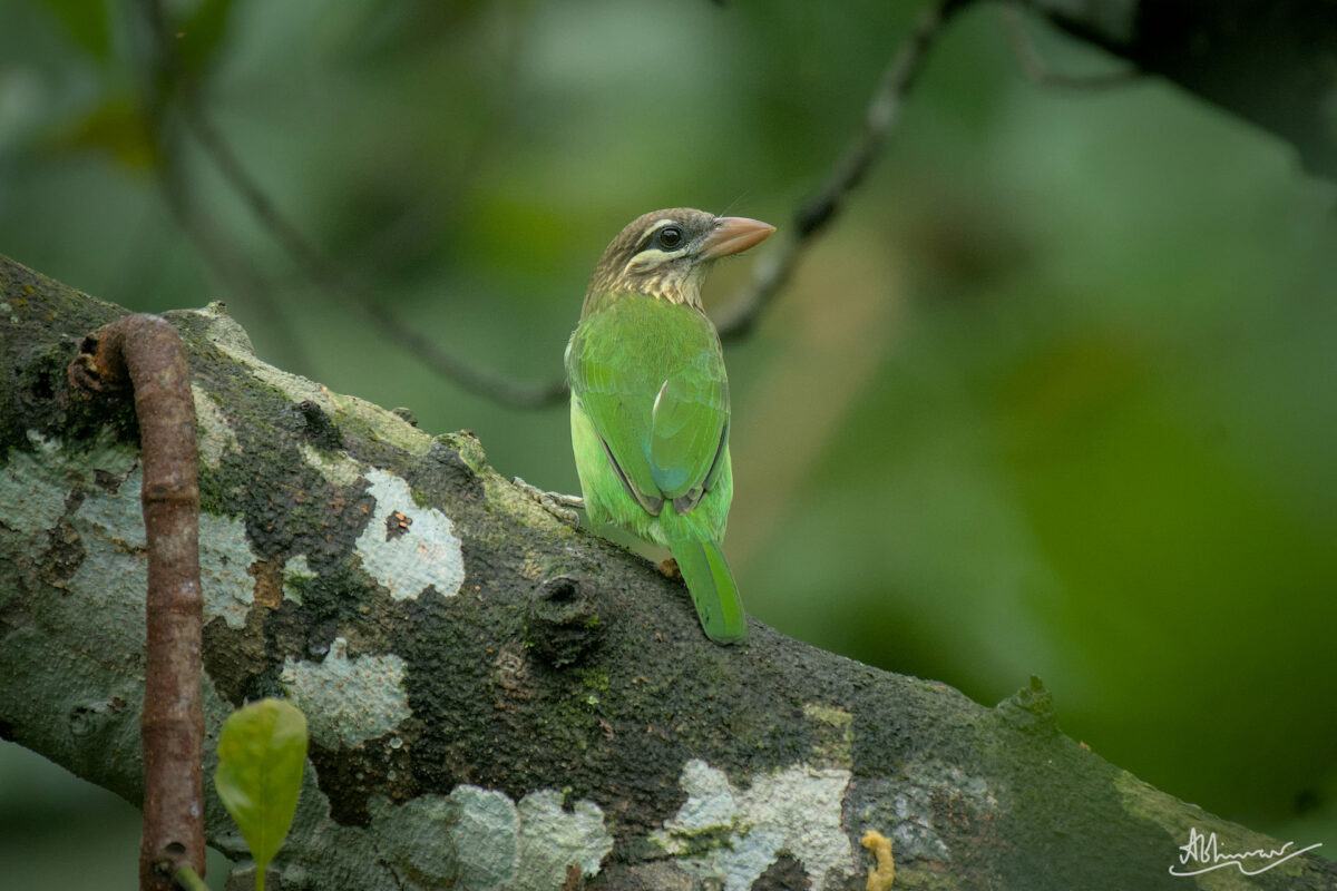 പച്ചിലക്കുടുക്ക / White-cheeked Barbet