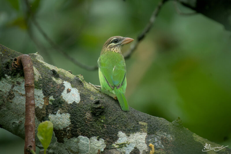 Common Birds of Kerala