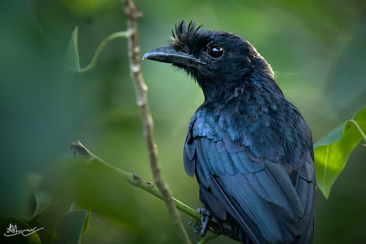 Greater Racket-tailed Drongo - a closeup