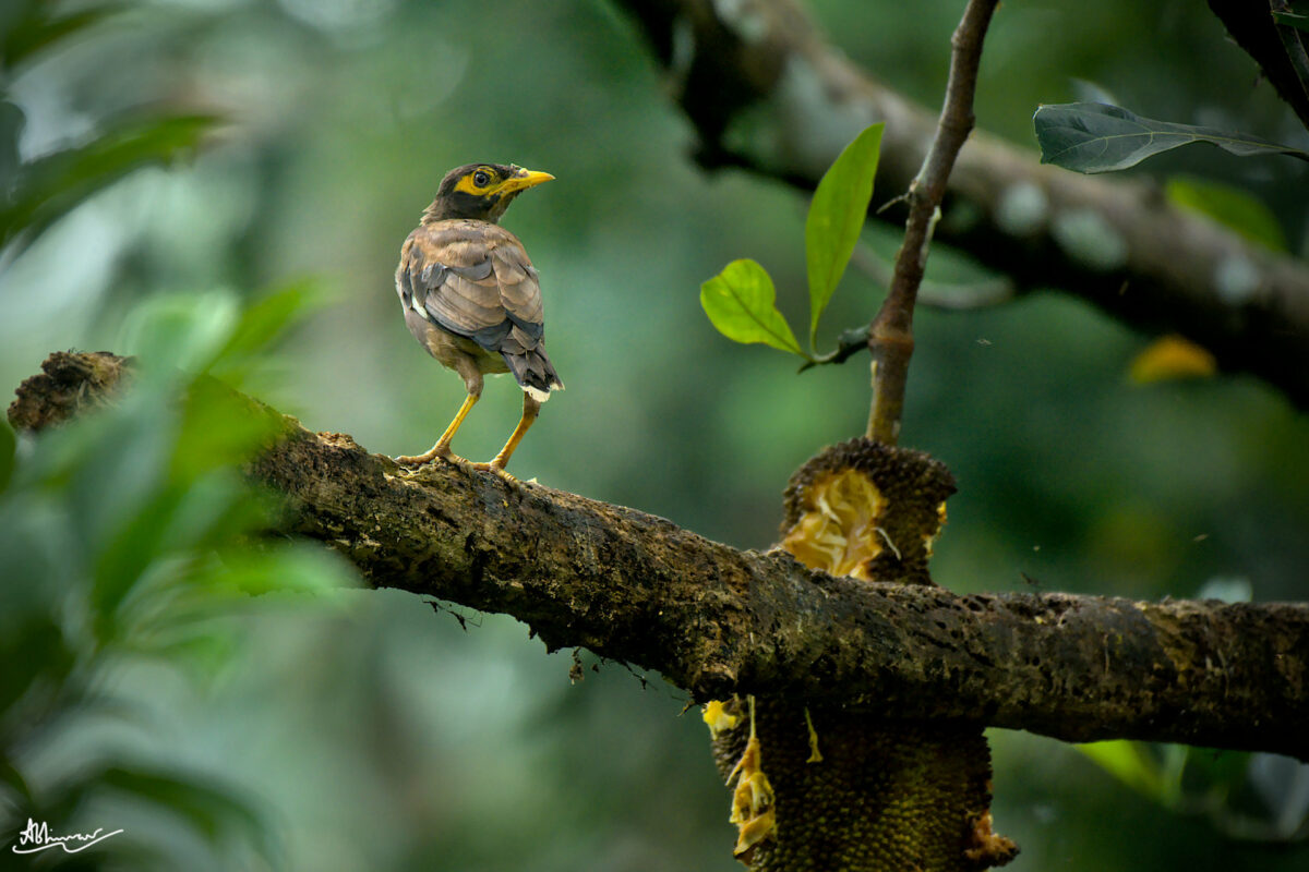 Common Myna & Jackfruit