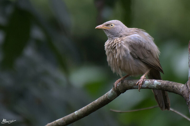 jungle babbler perched on a medium height open branch