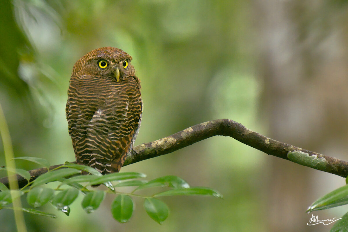 പുള്ളിനത്ത് / Jungle Owlet