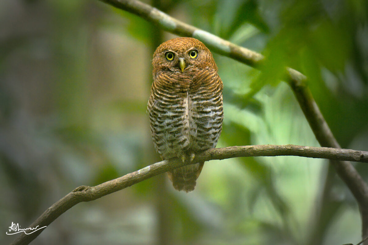 Jungle Owlet, Kottayam