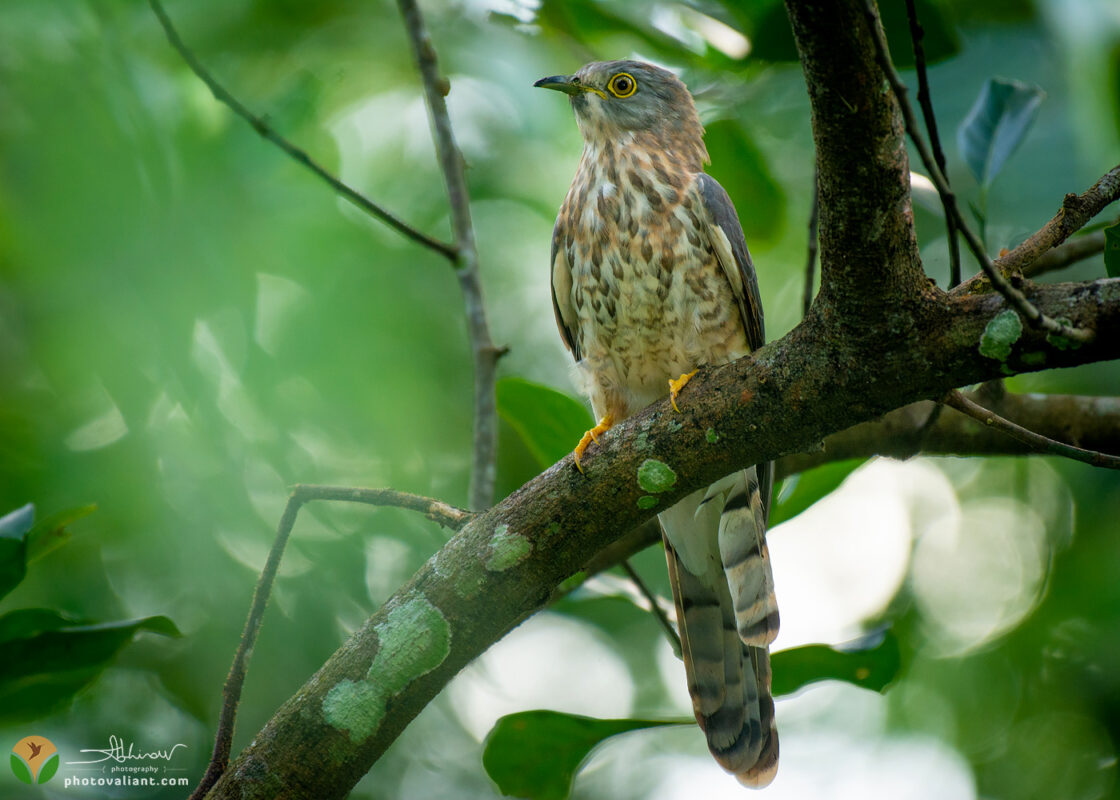 Common Hawk Cuckoo