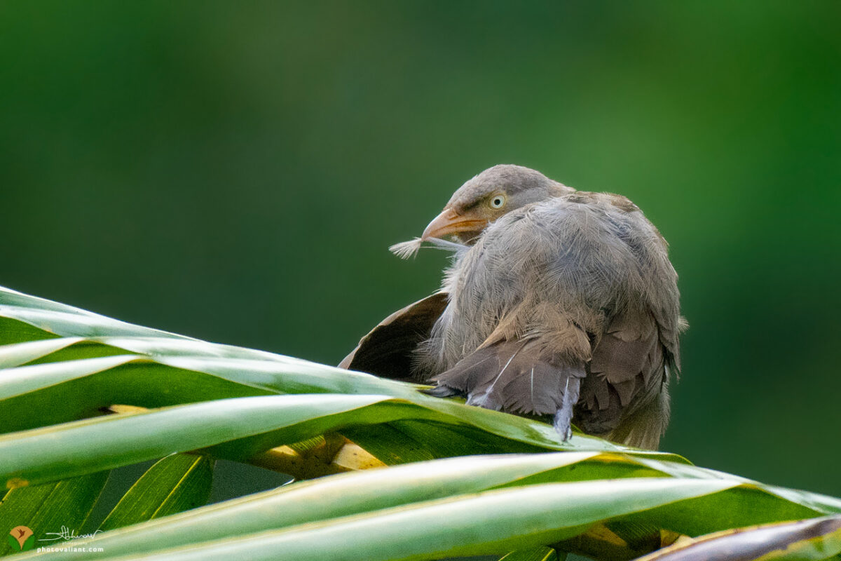 Jungle Babbler