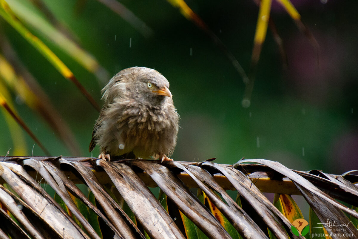 Jungle Babbler
