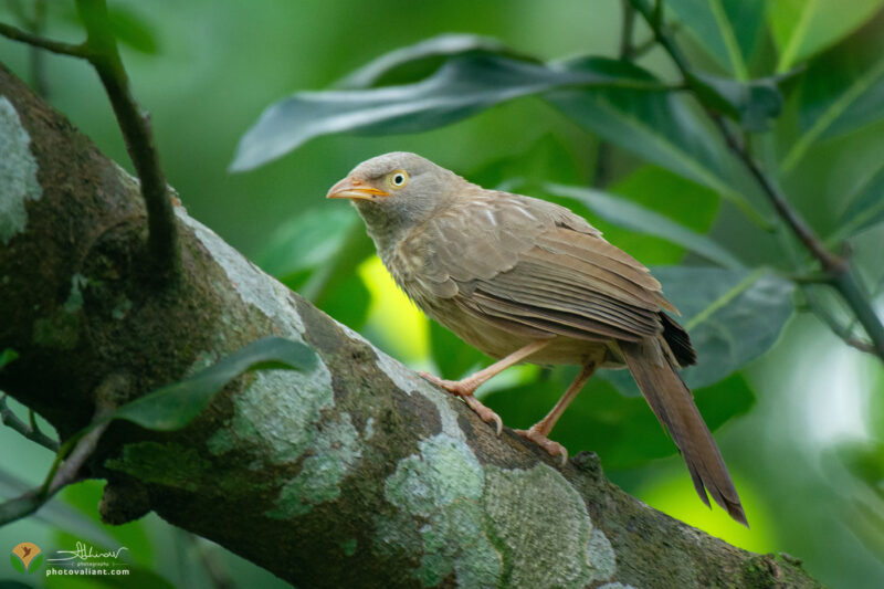 jungle babbler perched on jackfruit tree branch