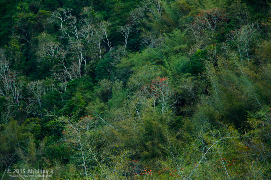 Sholas - Ramakkalmedu