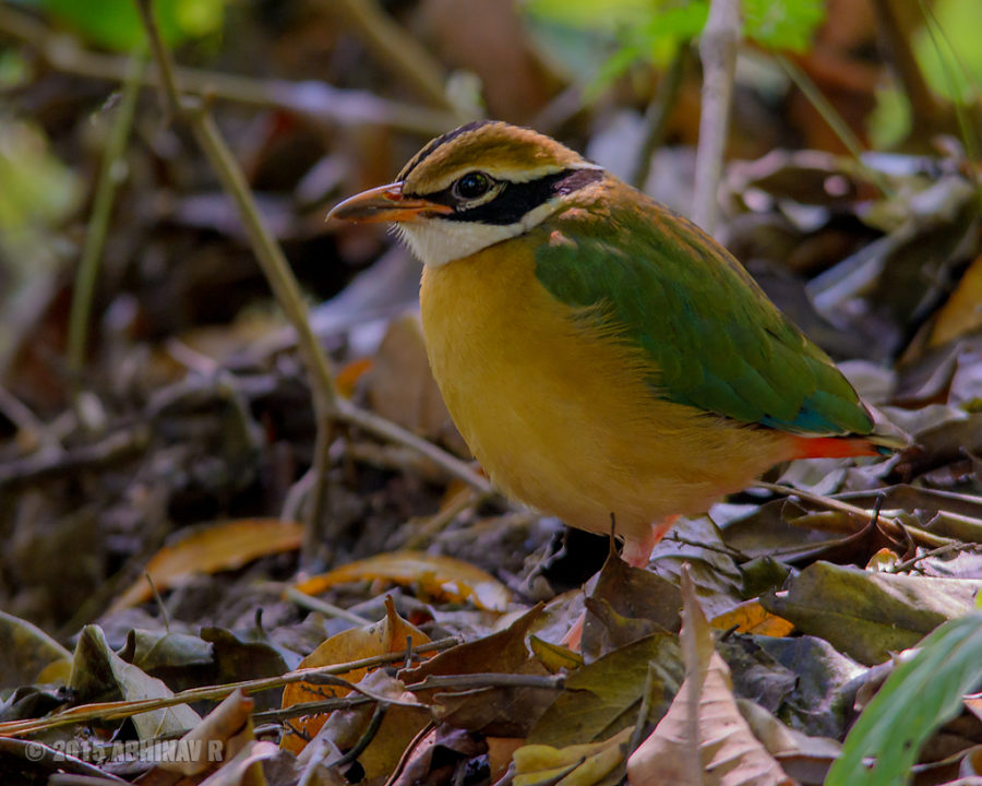 Indian Pitta - Periyar Wildlife Sanctuary Kerala