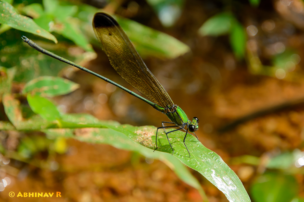 Black Tipped Forest Glory