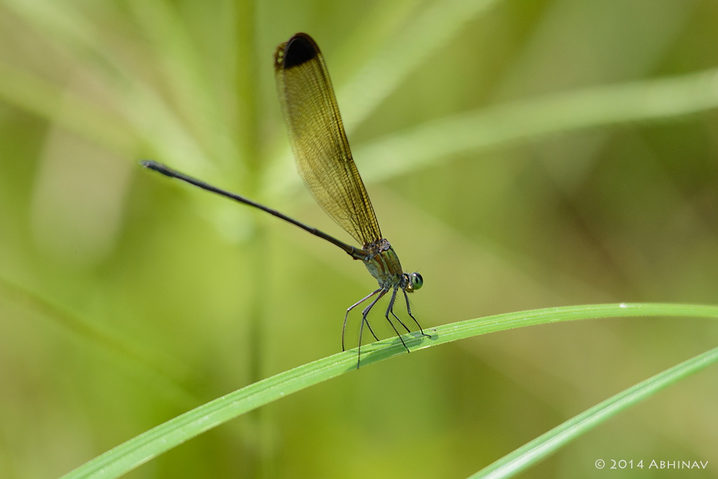 Black Tipped Forest Glory - Periyar