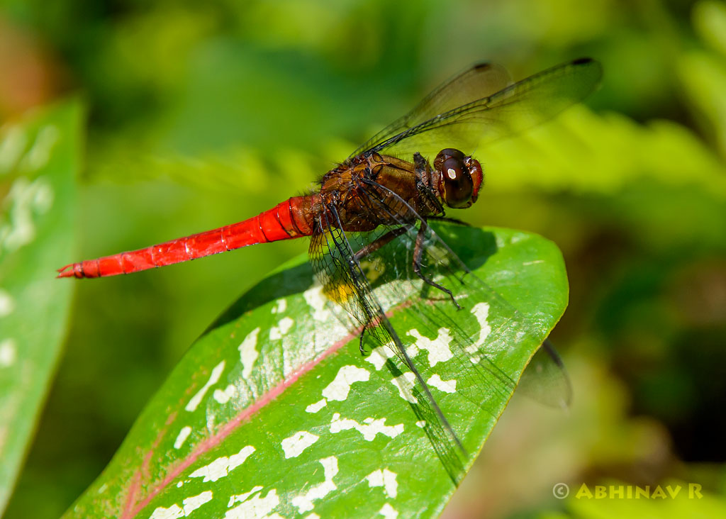 Brown Backed Red Marsh Hawk