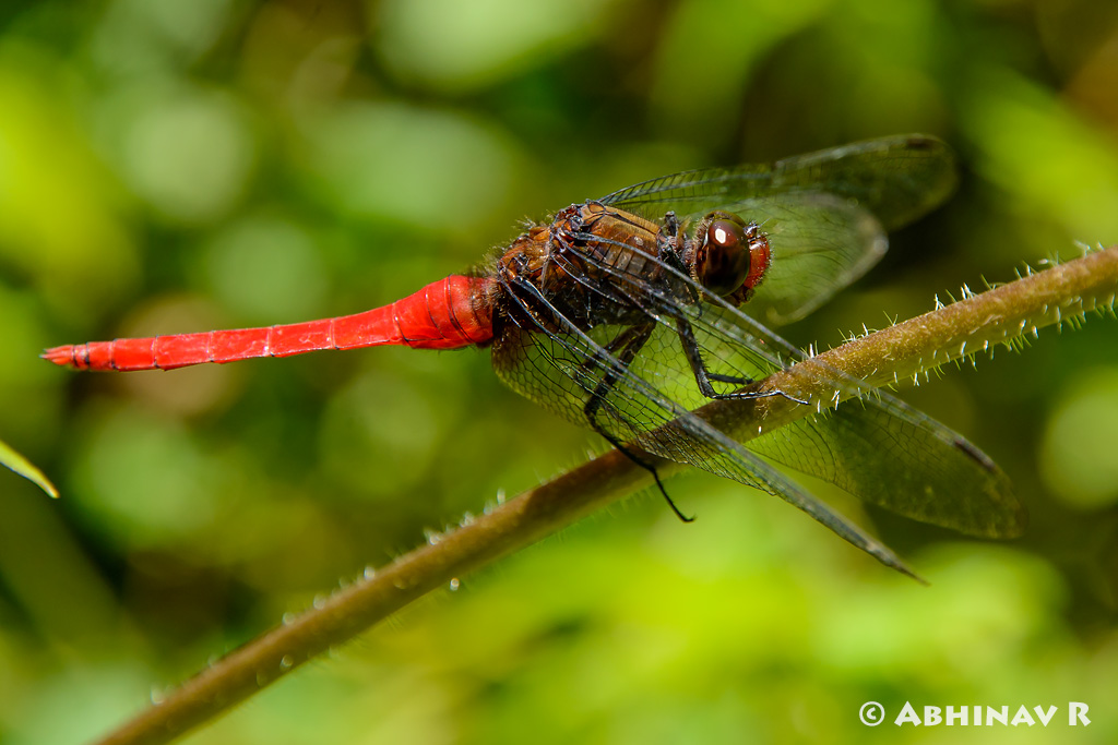 Brown Backed Red Marsh Hawk - Orthetrum chrysis