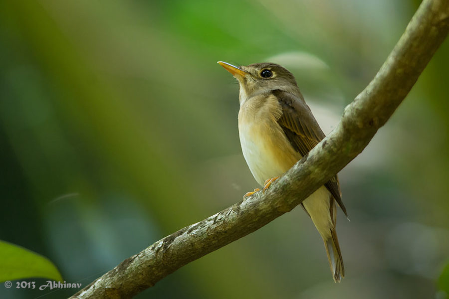 Brown Breasted Flycatcher