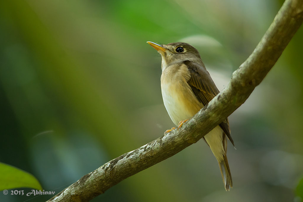 Brown Breasted Flycatcher