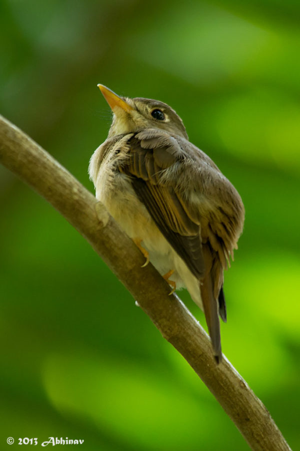 Brown Breasted Flycatcher