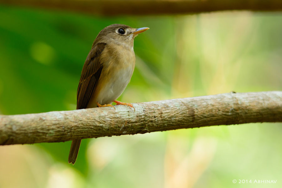 Brown Breasted Flycatcher