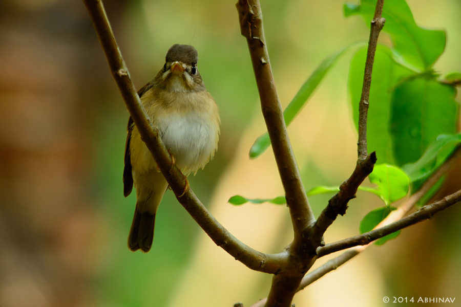 Brown Breasted Flycatcher