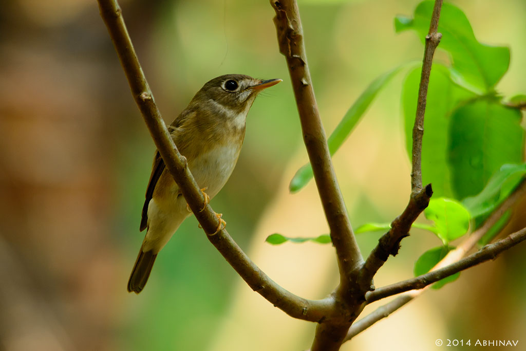 Brown Breasted Flycatcher – 2