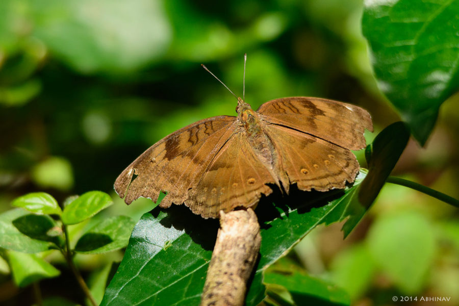 Chocolate Pansy Butterfly