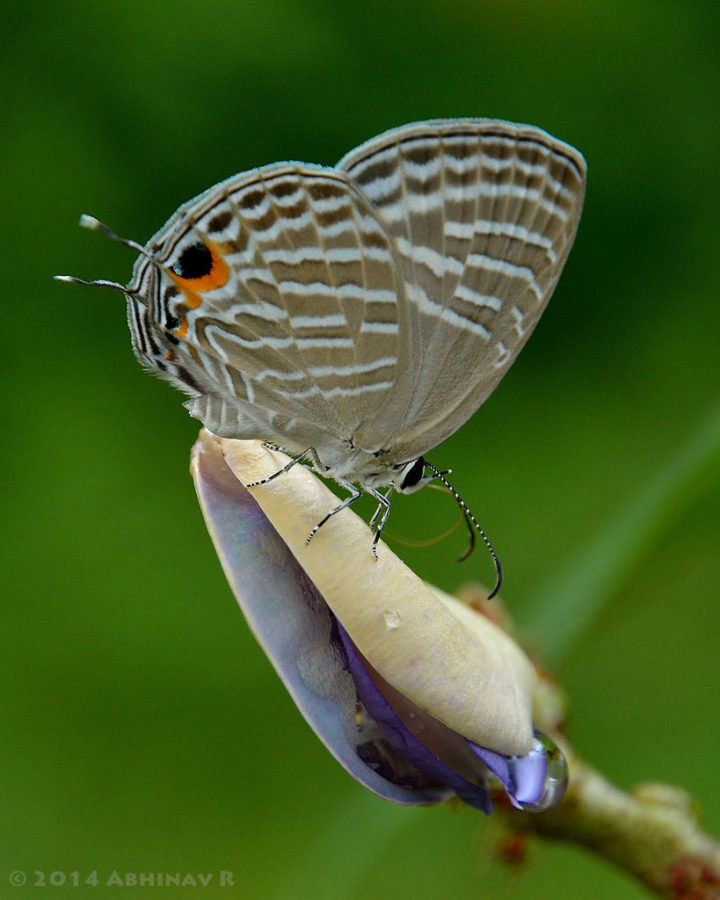 Common Cerulean Butterfly