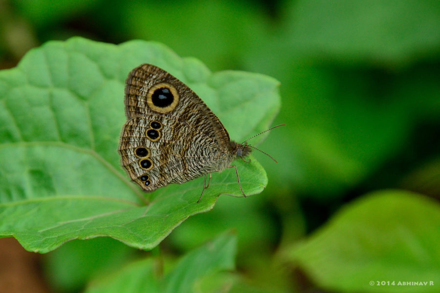 Common Five Ring Butterfly