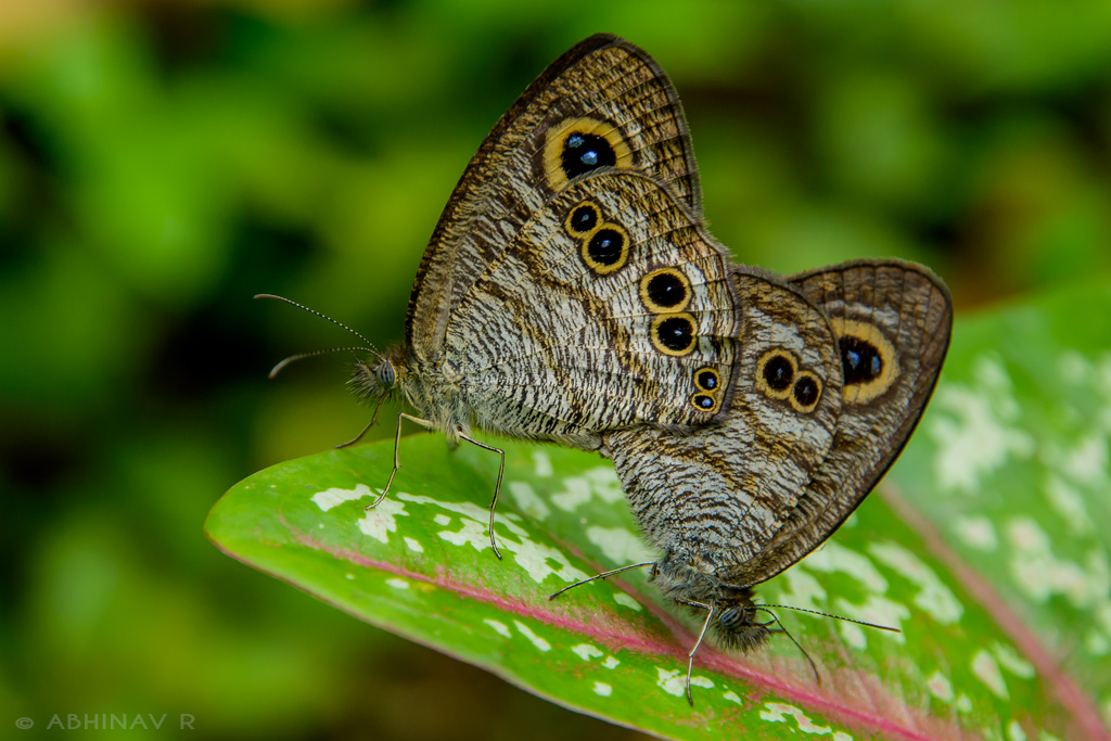 Common Five Ring Butterfly
