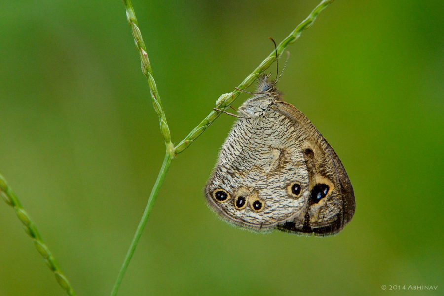 Common Four Ring Butterfly