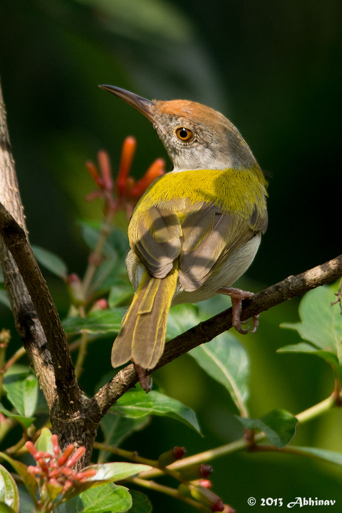 Common Tailorbird