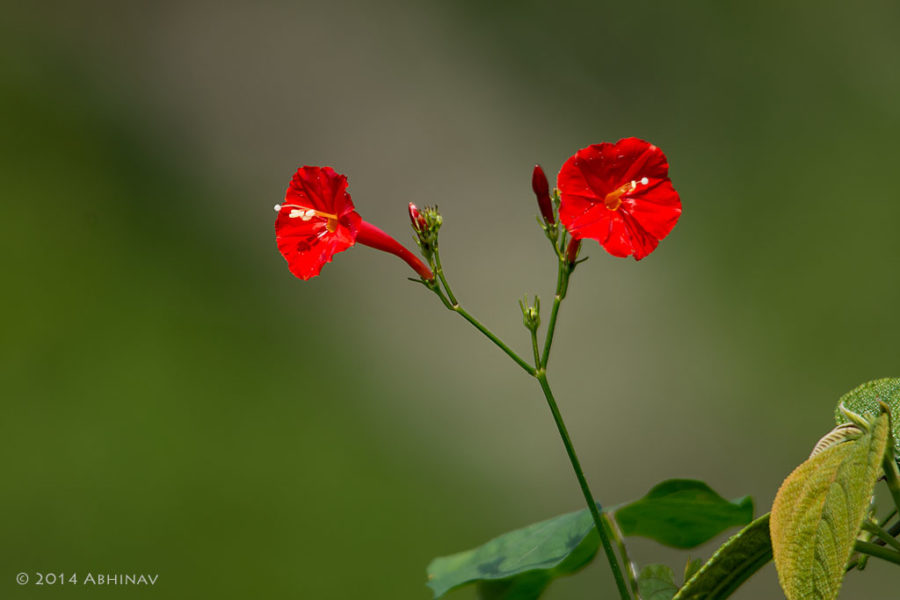 A wild flower from Sholayar