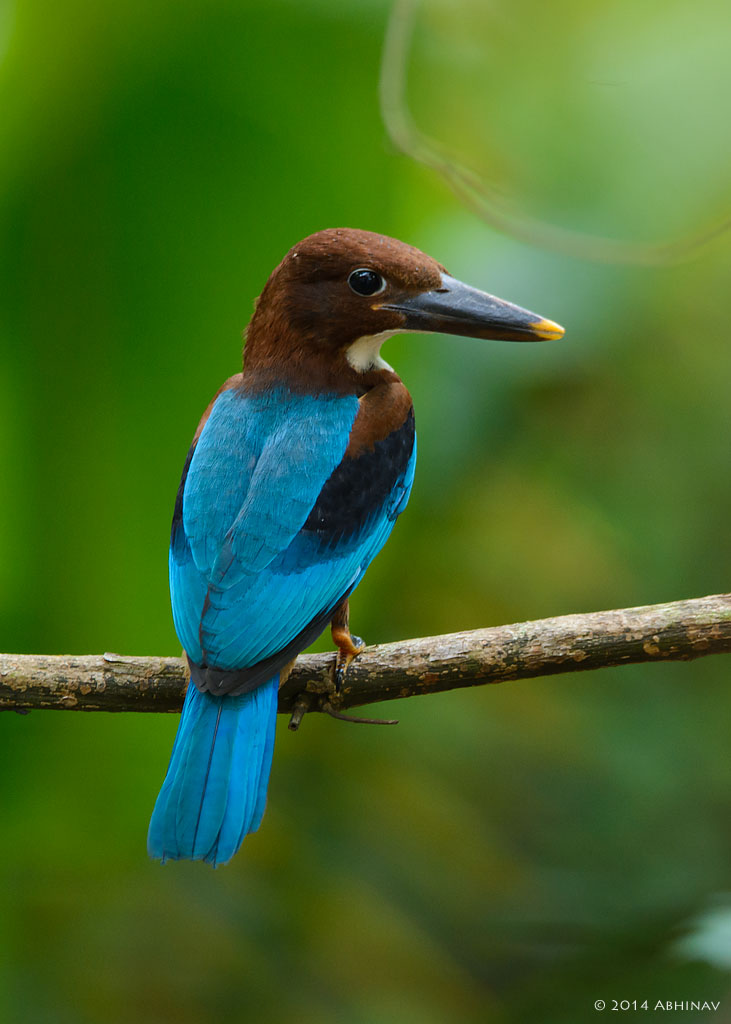 White Throated Kingfisher