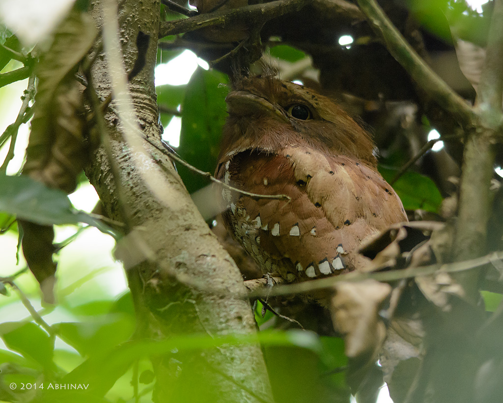 Sri Lankan Frogmouth - Birds of Periyar