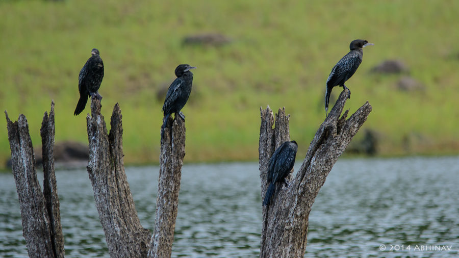 Flock of Little Cormorants - Periyar