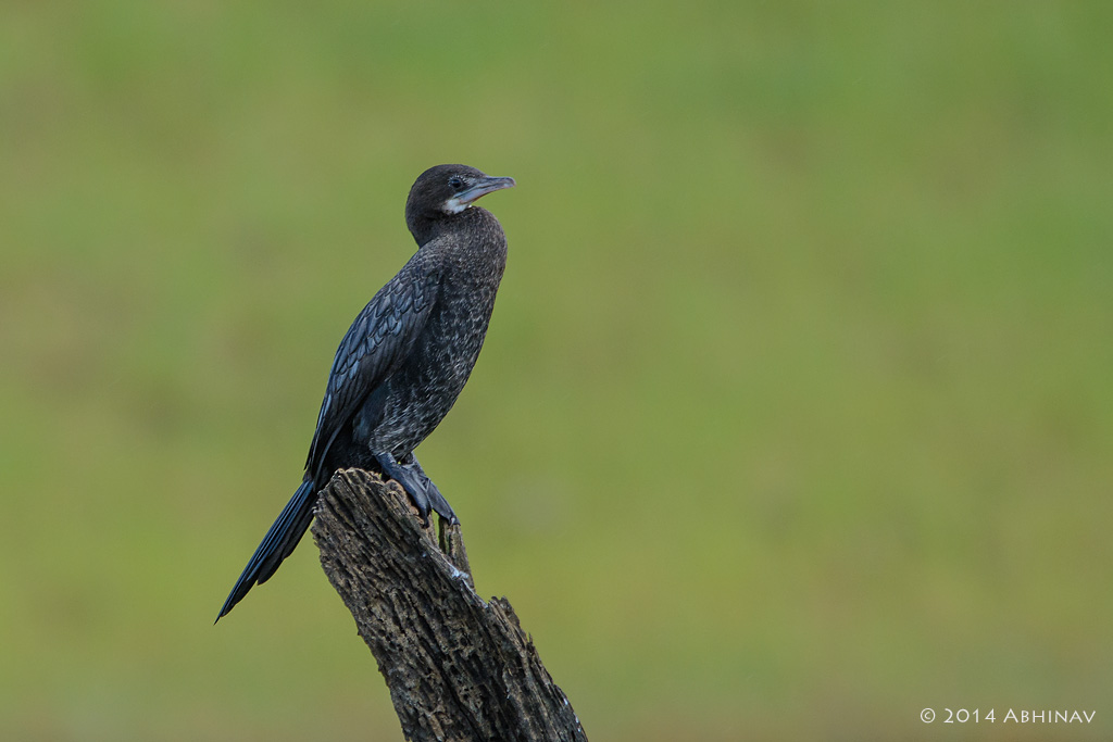 Little Cormorant