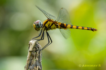 Greater Crimson Glider