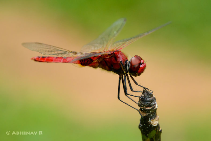 Greater Crimson Glider (Male)