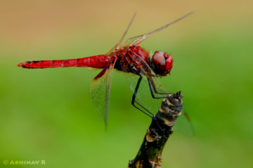 Greater Crimson Glider