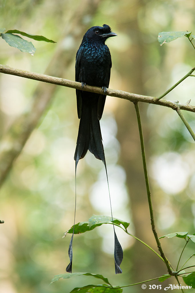Greater Racket Tailed Drongo