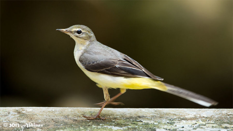 Grey Wagtail (Motacilla cinerea)