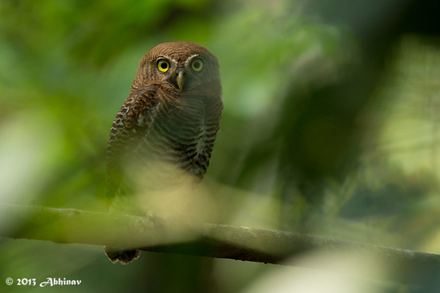 Jungle Owlet or Barred Jungle Owlet