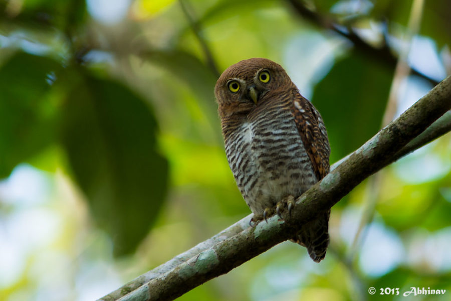 Jungle Owlet or Barred Jungle Owlet