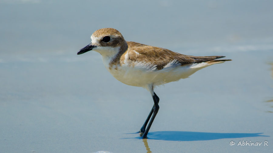 Lesser Sand Plover Muzhappilangad